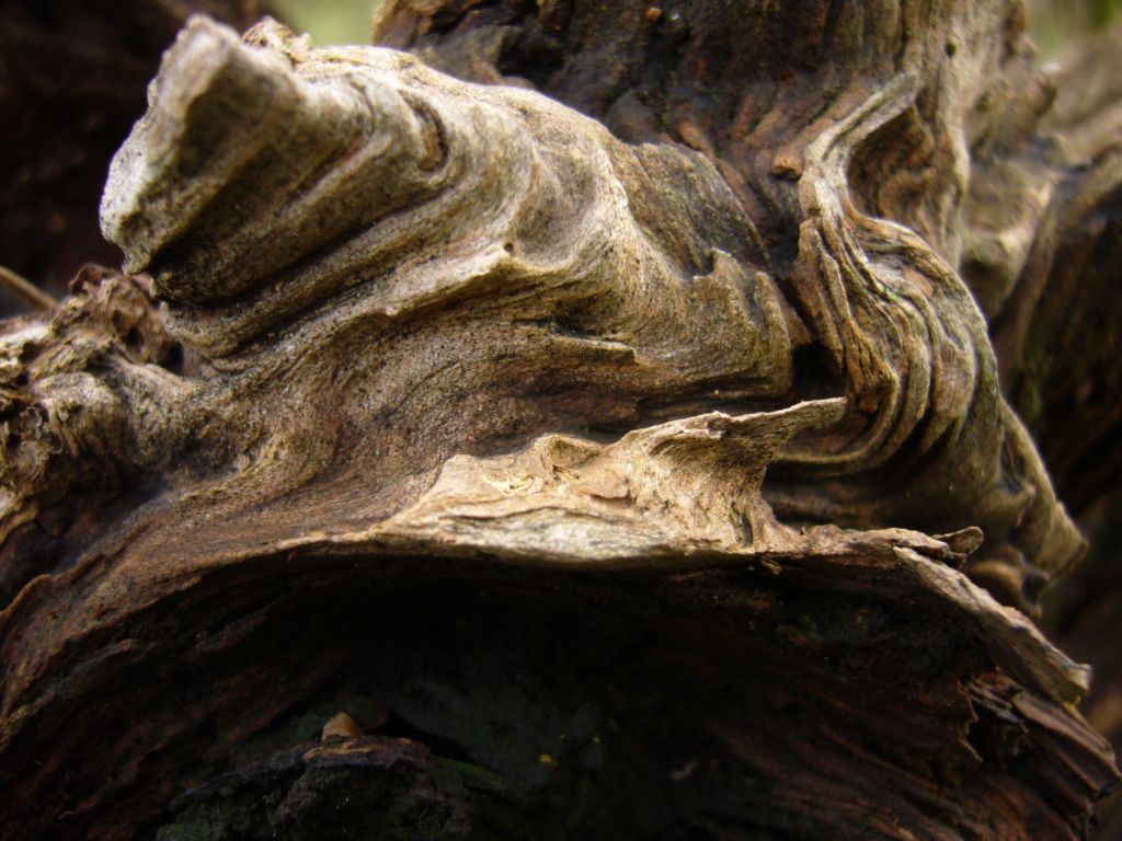 Fonds d'cran Nature Arbres - Forts noeud d'arbre mort