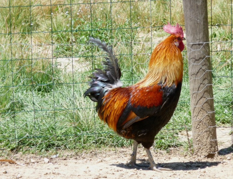 Wallpapers Animals Miscellaneous Le Coq dans la Basse Cour