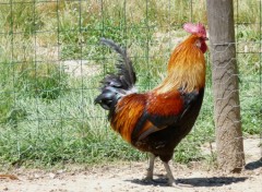 Wallpapers Animals Le Coq dans la Basse Cour