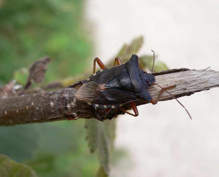 Fonds d'cran Animaux Insectes - Punaises sombre chevalier