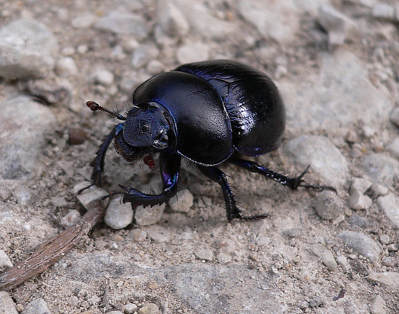 Wallpapers Animals Insects - Beetles 