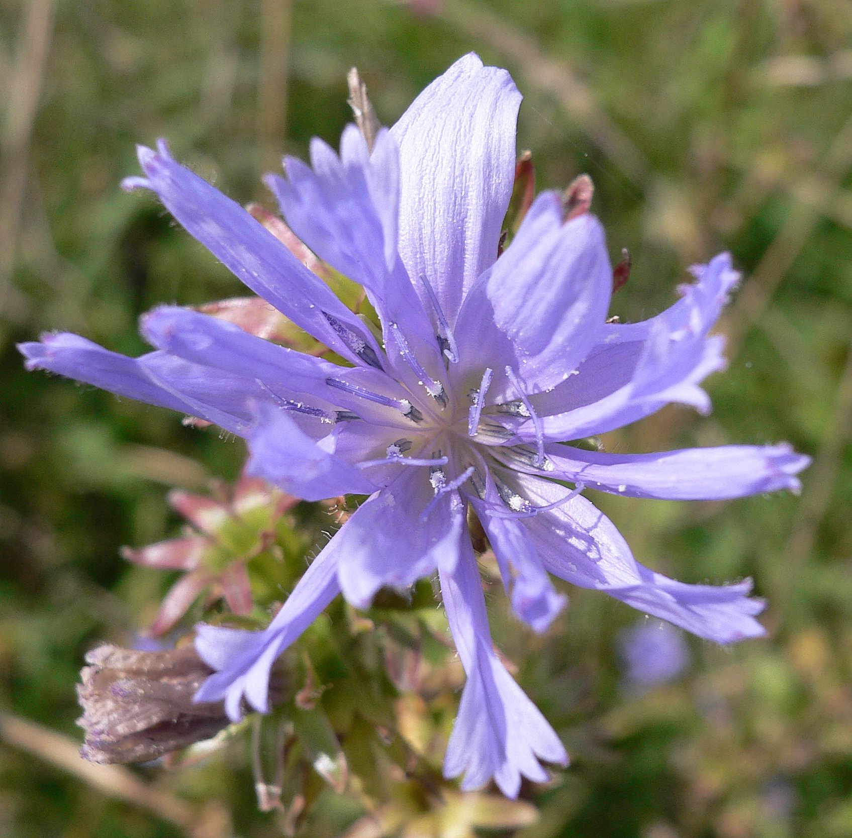 Fonds d'cran Nature Fleurs Soyons fleur bleu