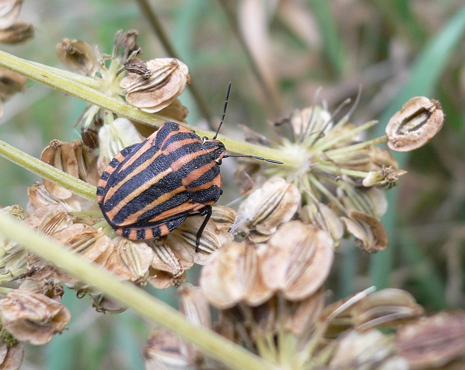 Fonds d'cran Animaux Insectes - Punaises Au dodo !!