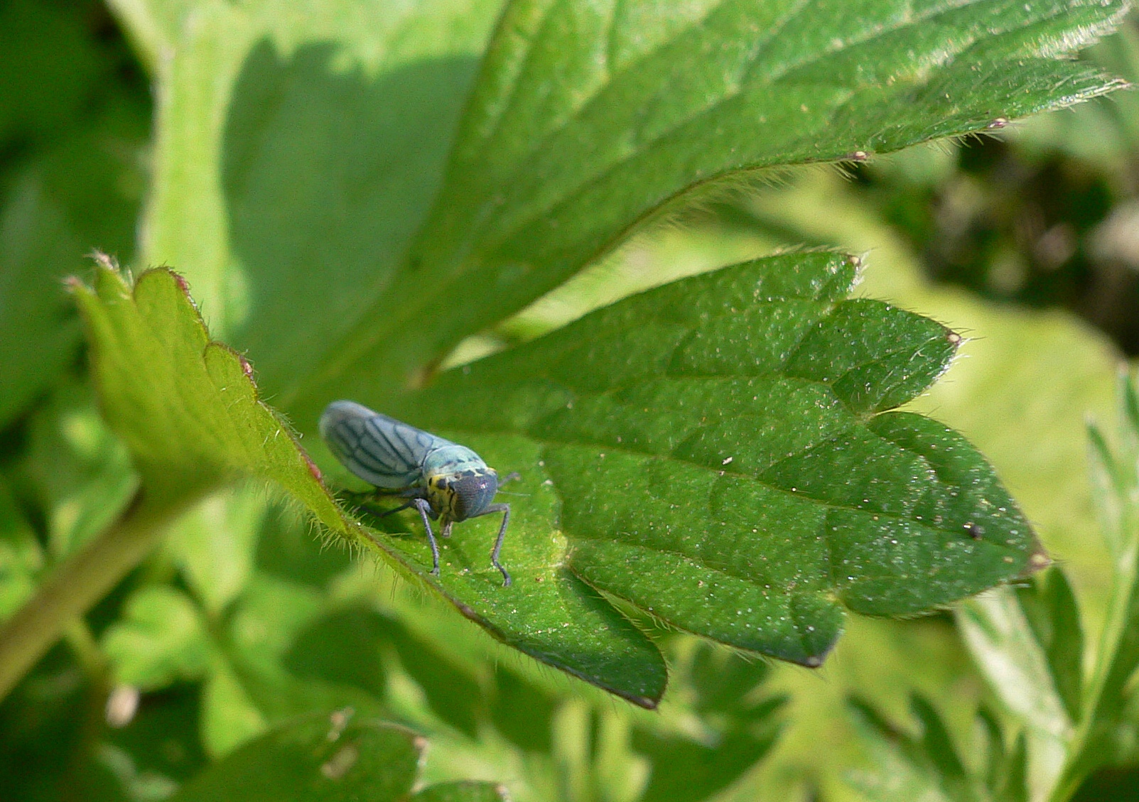 Fonds d'cran Animaux Insectes - Mouches A la recherche de la mouche bleue