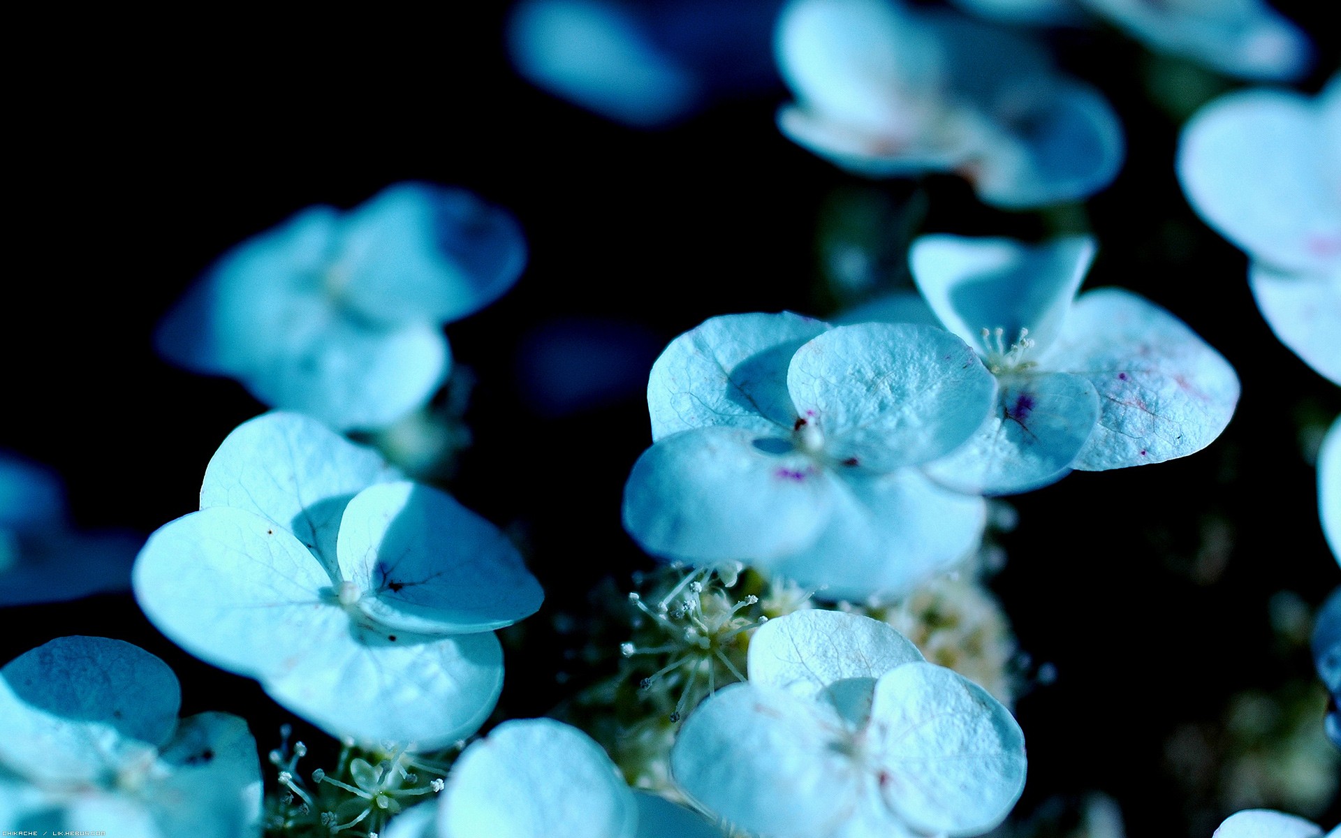 Wallpapers Nature Flowers Ptales d'hortensia