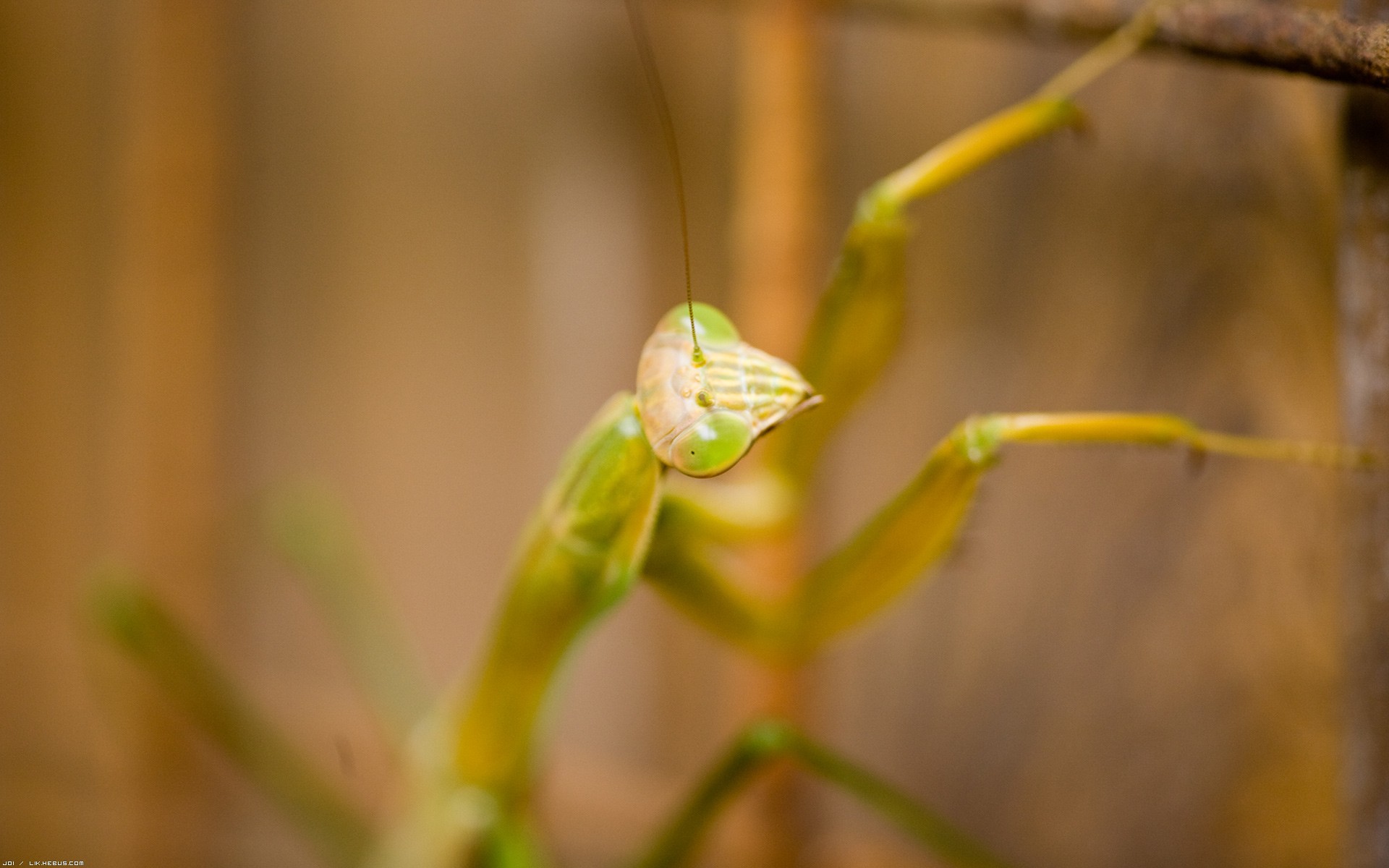 Fonds d'cran Animaux Insectes - Mantes Religieuse Macro mante religieuse