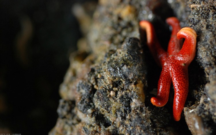 Fonds d'cran Animaux Vie marine - Etoiles de mer Petite toile de mer