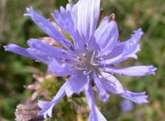 Fonds d'cran Nature Soyons fleur bleu