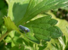 Fonds d'cran Animaux A la recherche de la mouche bleue