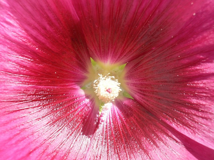 Fonds d'cran Nature Fleurs Coeur de rose...trmire !