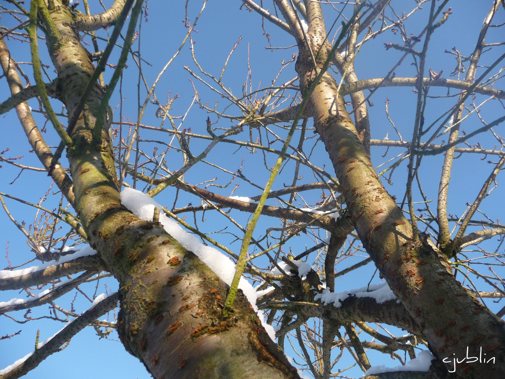 Fonds d'cran Nature Arbres - Forts l'azur, la neige et les arbres discutent