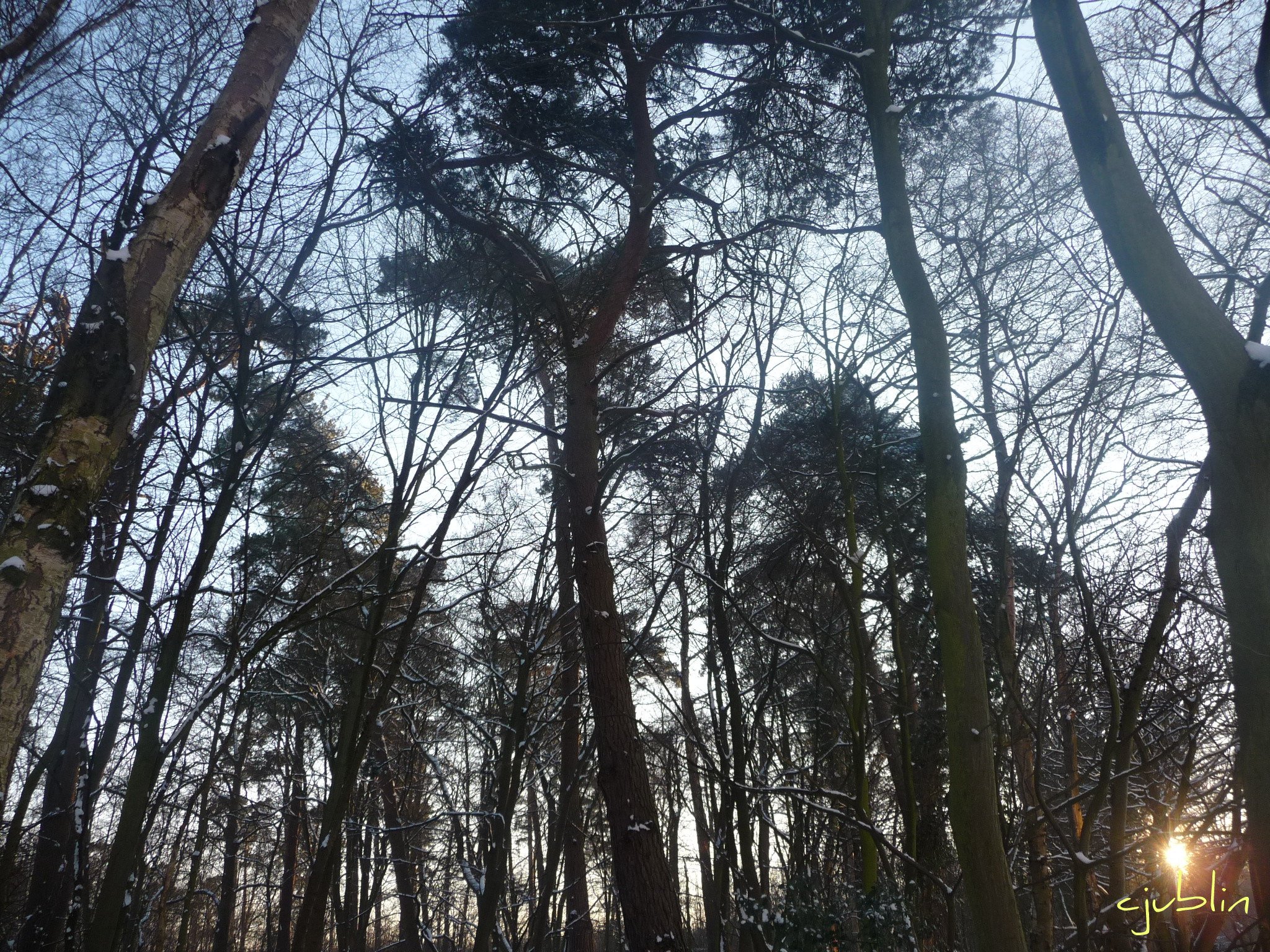 Fonds d'cran Nature Arbres - Forts une douce lueur rchauffait des arbres enneigs