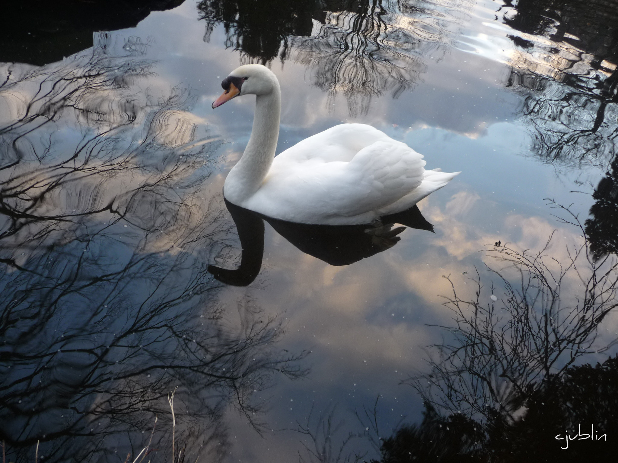 Fonds d'cran Animaux Oiseaux - Cygnes un cygne lgant se reflte dans le ciel