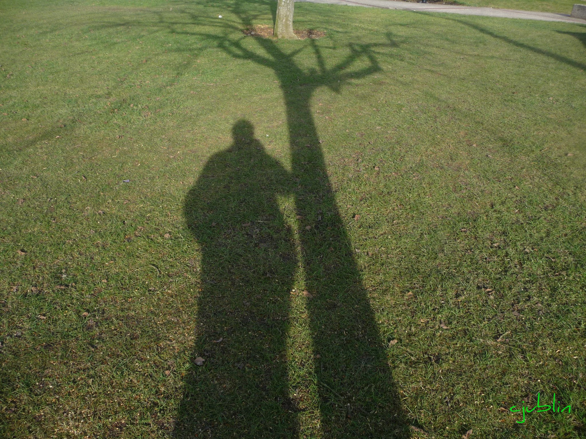 Fonds d'cran Nature Arbres - Forts ombre et lumire