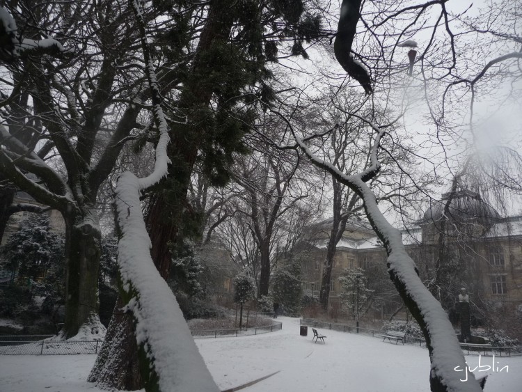 Fonds d'cran Nature Saisons - Hiver des branches  la conqute des arts