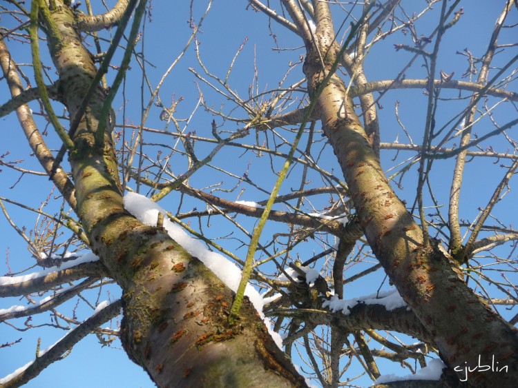 Fonds d'cran Nature Arbres - Forts l'azur, la neige et les arbres discutent