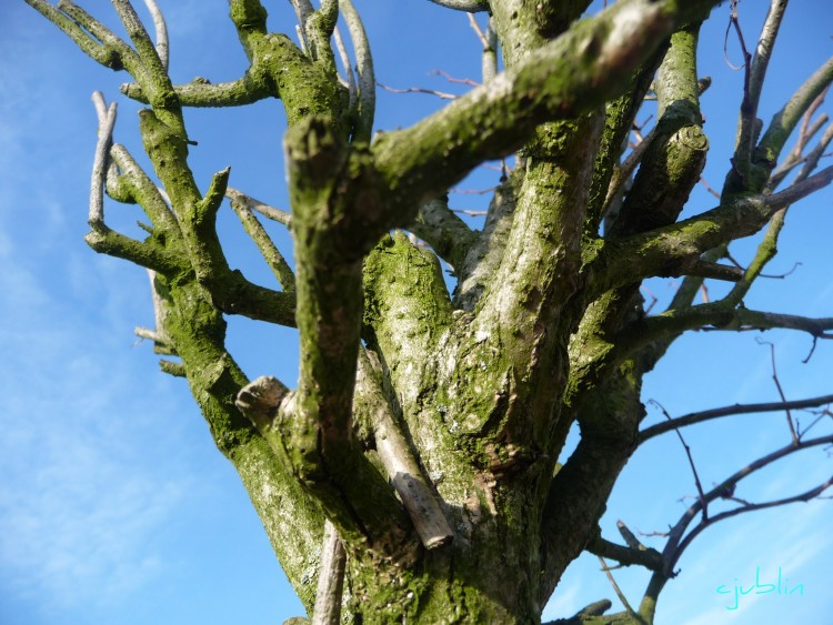 Fonds d'cran Nature Arbres - Forts bleu turquoise