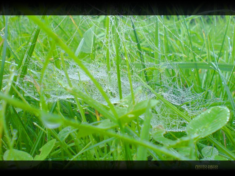 Fonds d'cran Nature Herbes Herbe verte