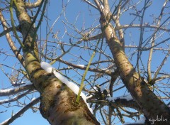 Fonds d'cran Nature l'azur, la neige et les arbres discutent