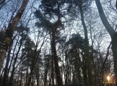 Fonds d'cran Nature une douce lueur rchauffait des arbres enneigs