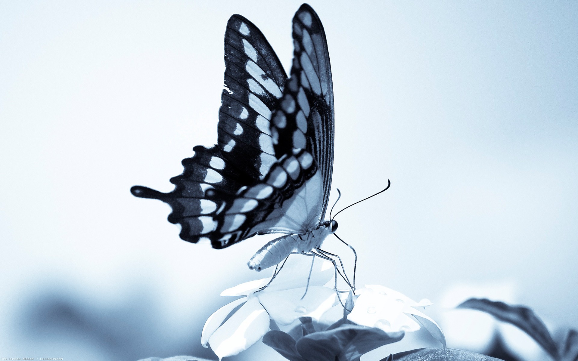 Wallpapers Animals Insects - Butterflies Lgret incarne