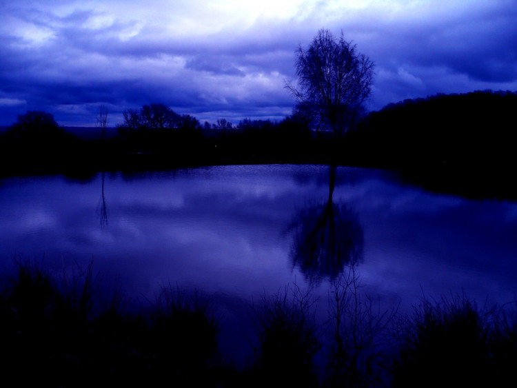 Wallpapers Nature Miscellaneous - Compositions The Blue Tree in the Lake