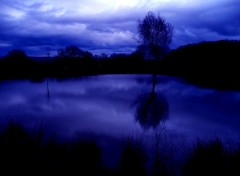 Wallpapers Nature The Blue Tree in the Lake