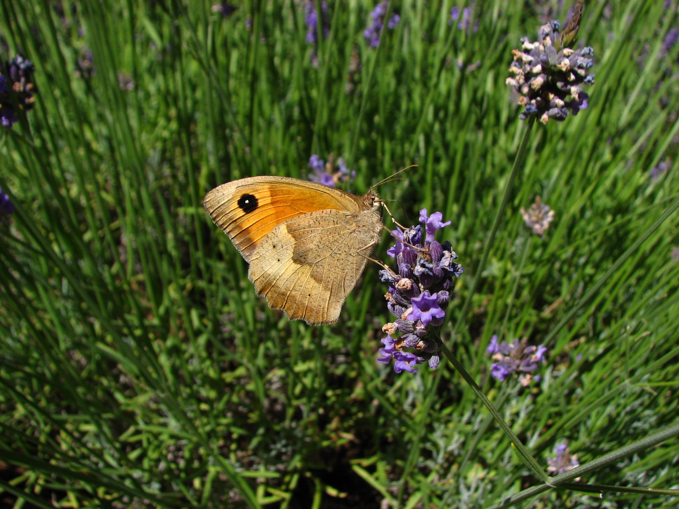 Fonds d'cran Animaux Insectes - Papillons le Myrtil