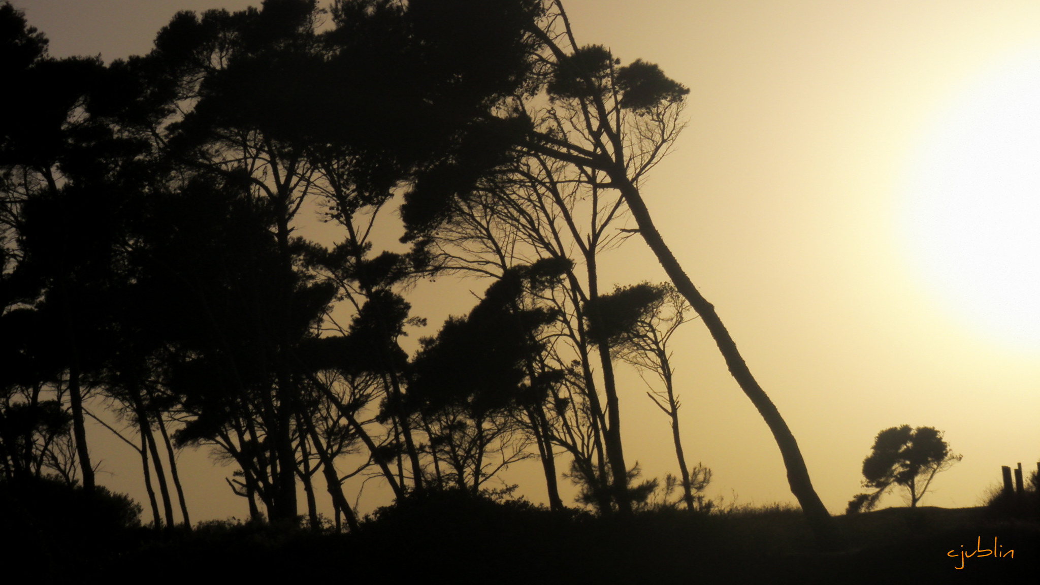 Fonds d'cran Nature Arbres - Forts des pins dans la lumire