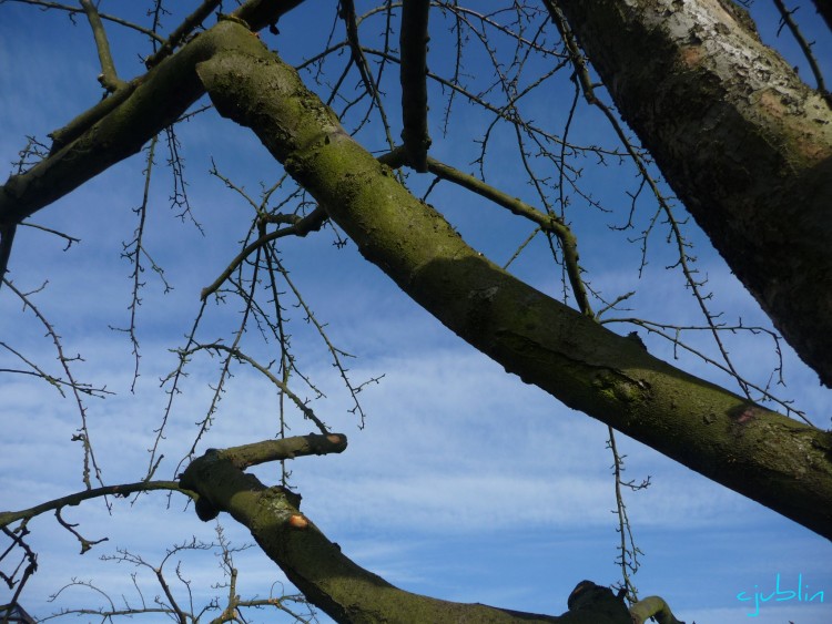 Fonds d'cran Nature Arbres - Forts  la conqute du ciel