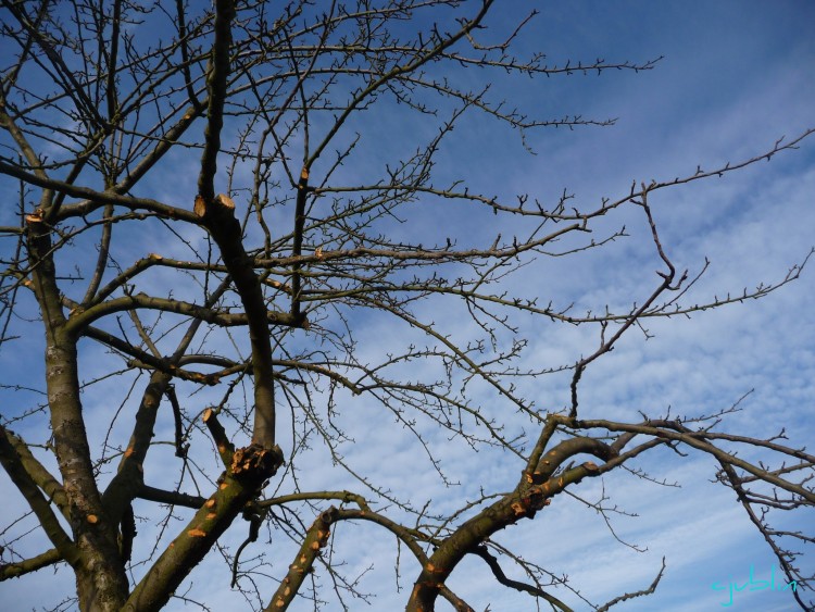 Fonds d'cran Nature Arbres - Forts un ciel si magnifique que les branches dansent