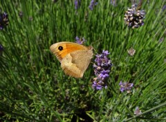 Fonds d'cran Animaux le Myrtil