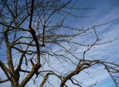 Fonds d'cran Nature un ciel si magnifique que les branches dansent