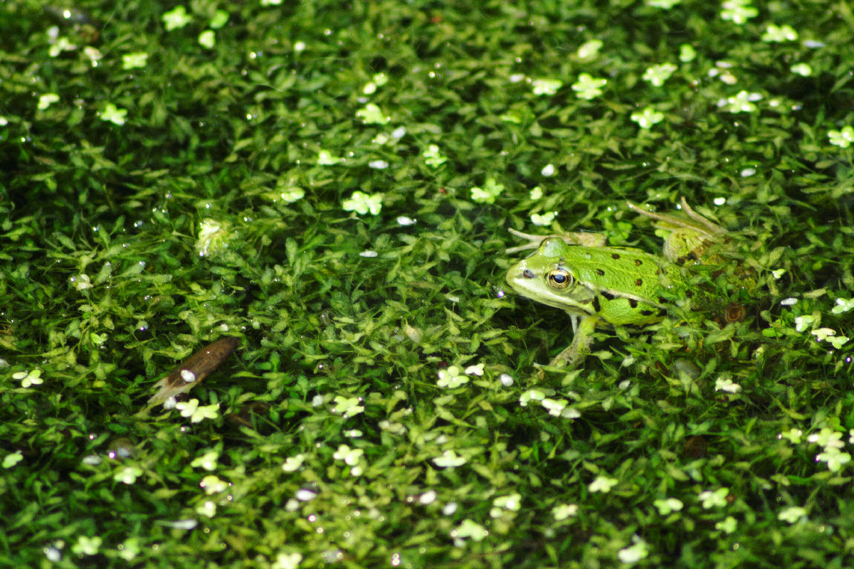 Wallpapers Animals Frogs - Toads Pelophylax