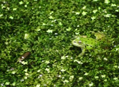 Fonds d'cran Animaux Pelophylax