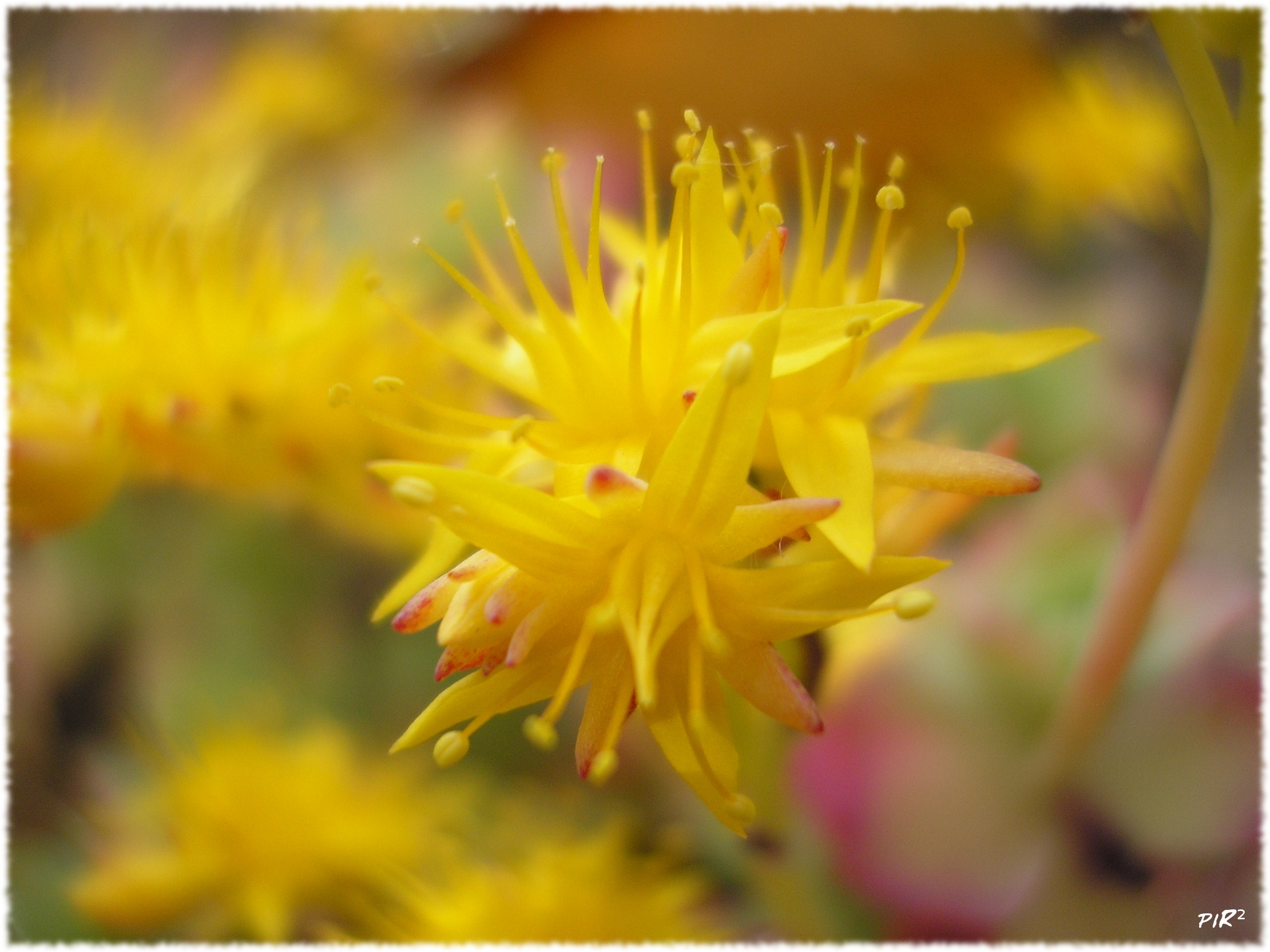 Fonds d'cran Nature Fleurs fleur1