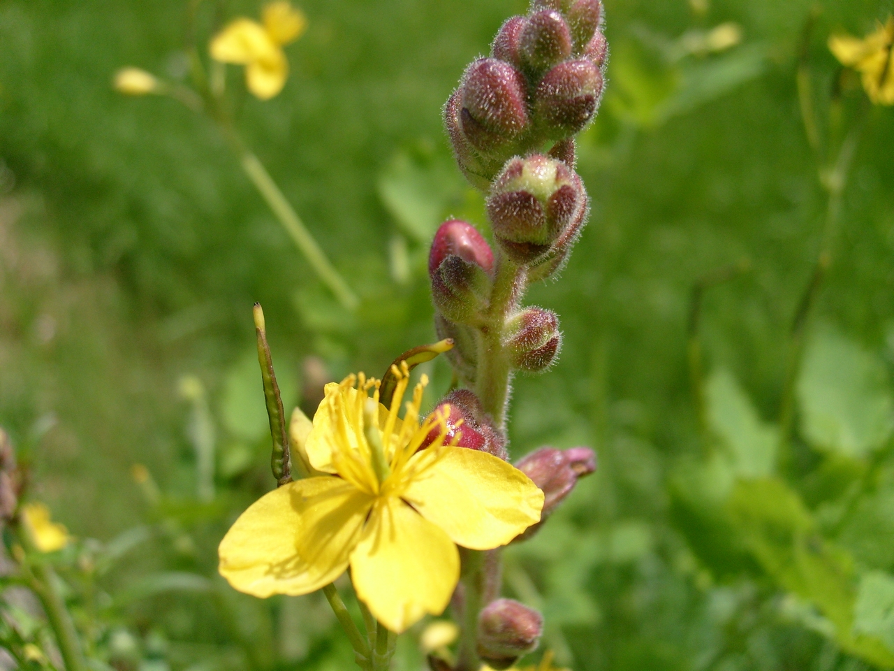 Wallpapers Nature Flowers Boucle d'or, que fais-tu avec elle?