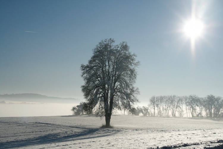 Wallpapers Nature Trees - Forests Arbre dans la brume