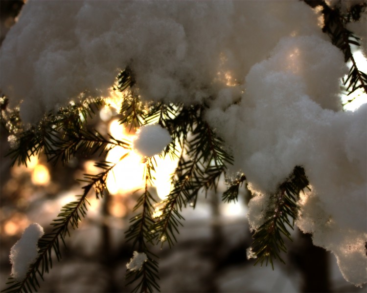 Fonds d'cran Nature Saisons - Hiver Sapin