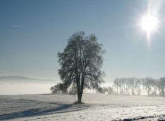 Wallpapers Nature Arbre dans la brume