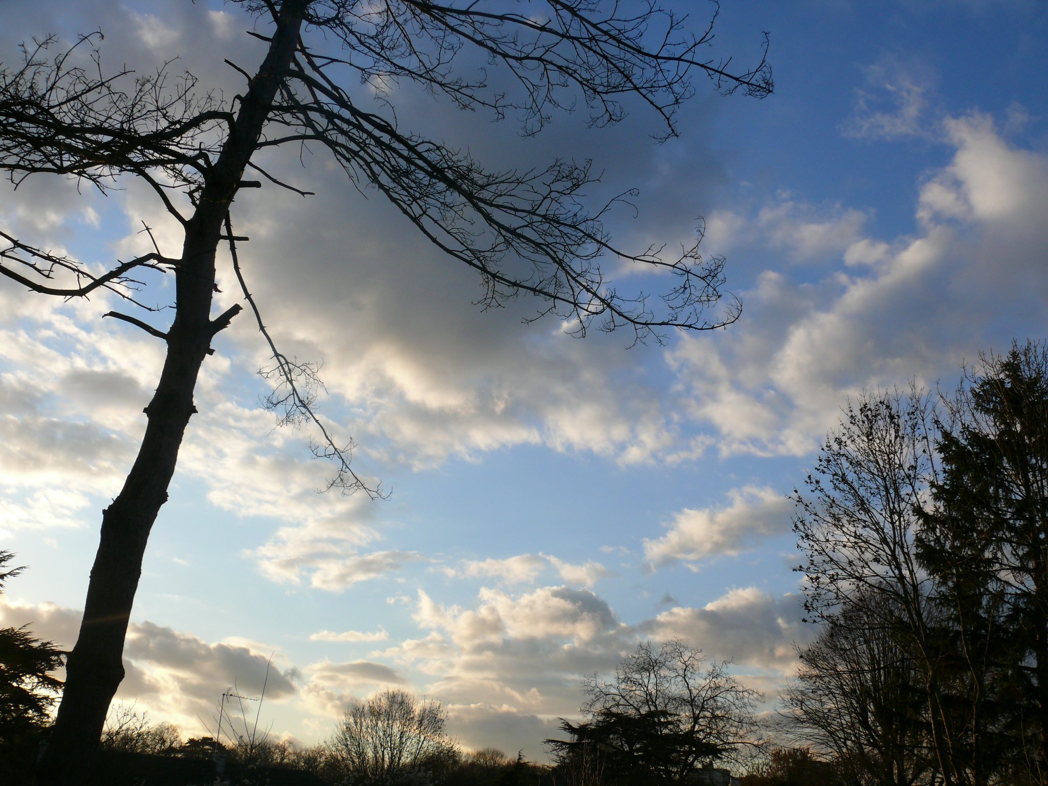 Fonds d'cran Nature Arbres - Forts Soir d'hiver