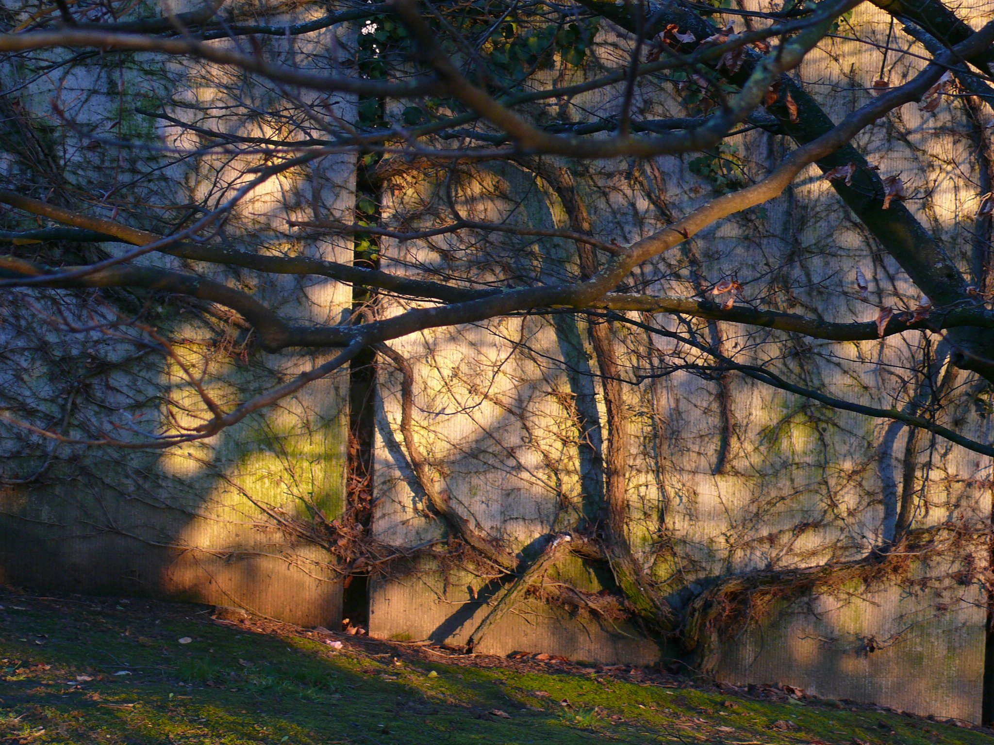 Fonds d'cran Nature Arbres - Forts Tableau d'hiver au soleil couchant