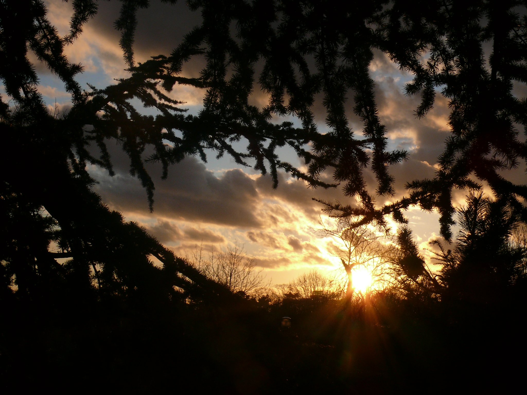 Wallpapers Nature Skies - Clouds Sapin admirant le soleil  son coucher