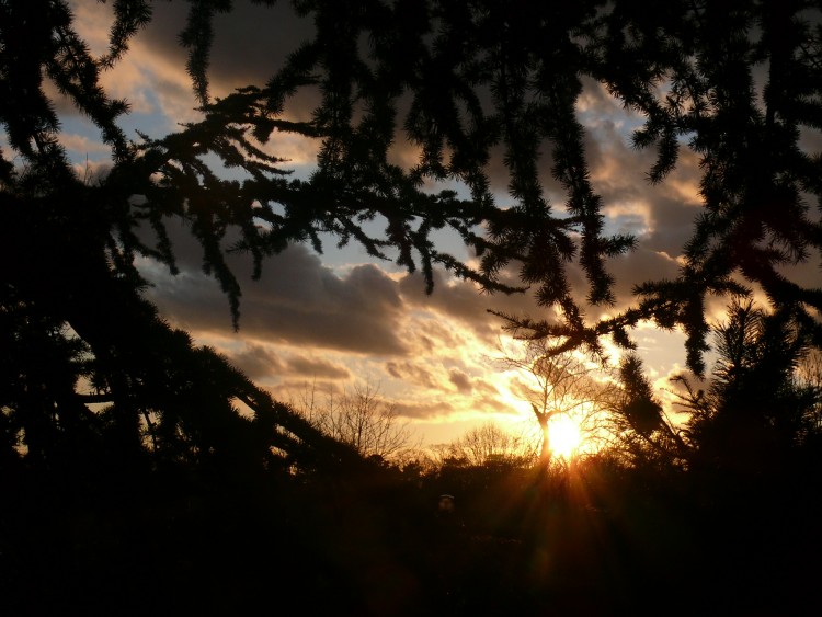 Fonds d'cran Nature Ciel - Nuages Sapin admirant le soleil  son coucher