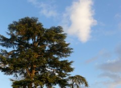 Fonds d'cran Nature un arbre  chemine ?