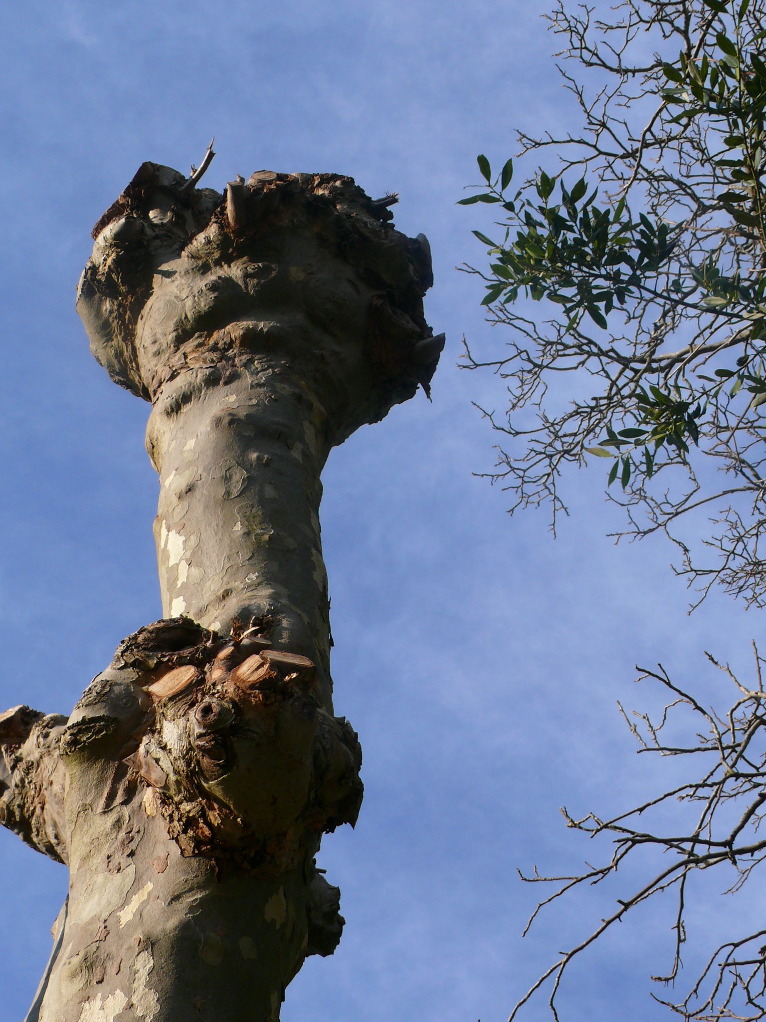 Fonds d'cran Nature Arbres - Forts E T. maison....