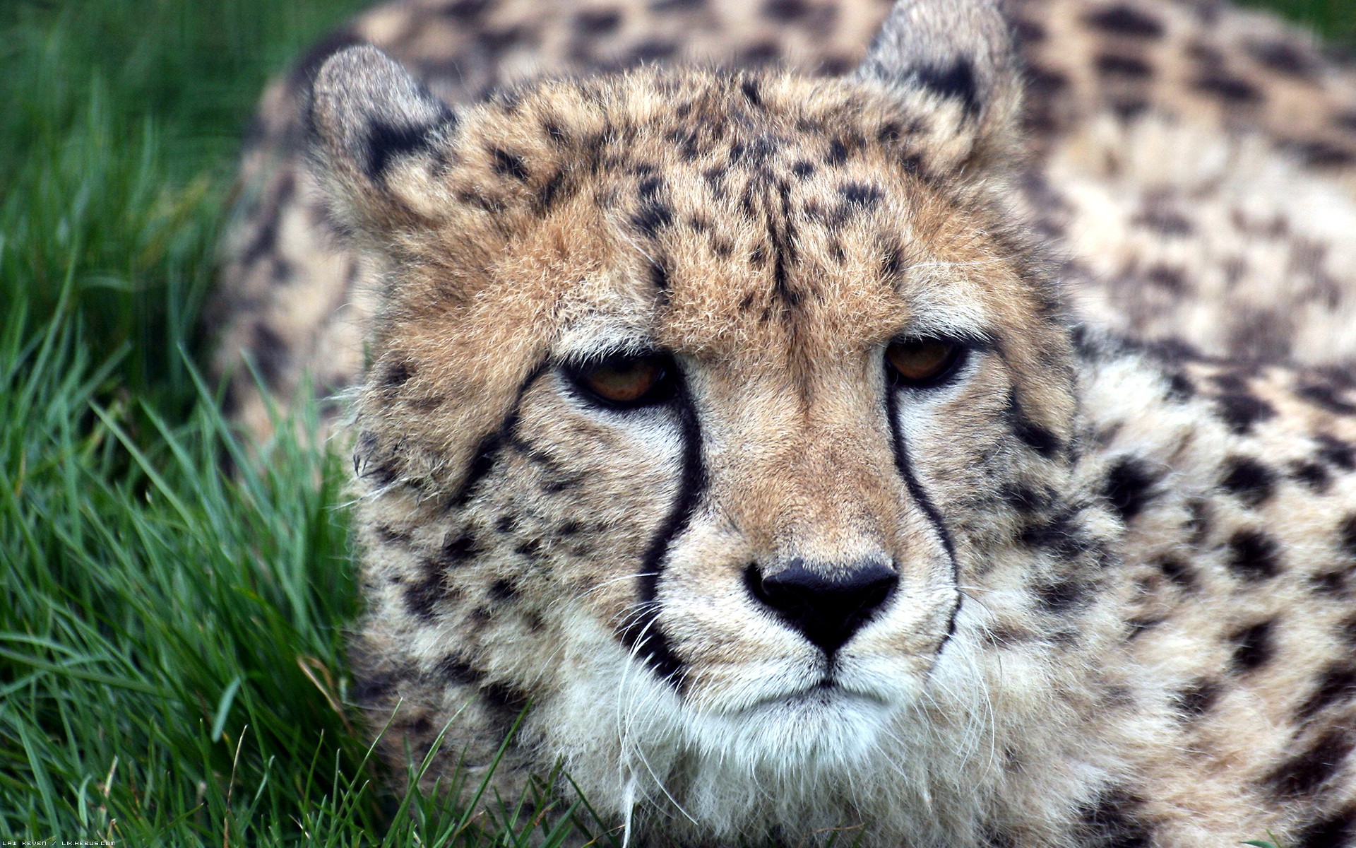 Wallpapers Animals Felines - Cheetahs Champion de vitesse