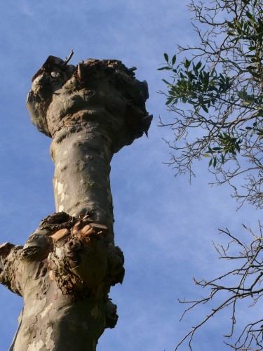 Fonds d'cran Nature Arbres - Forts E T. maison....