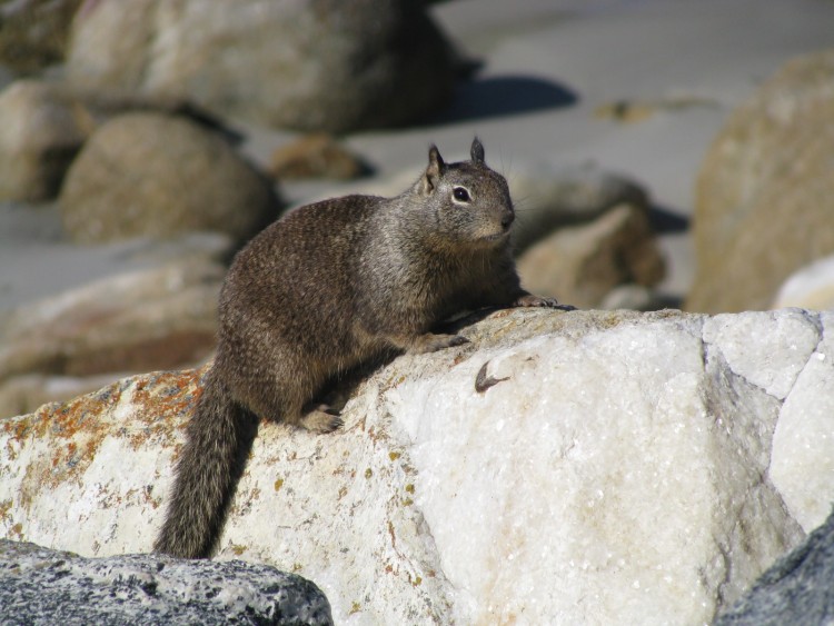 Fonds d'cran Animaux Rongeurs - Ecureuils Ecureuil d'amrique du nord