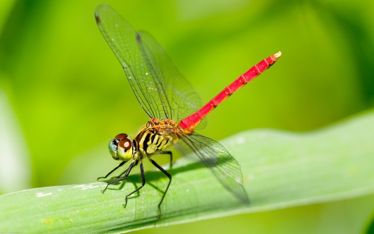 Fonds d'cran Animaux Insectes - Libellules Prte au dpart